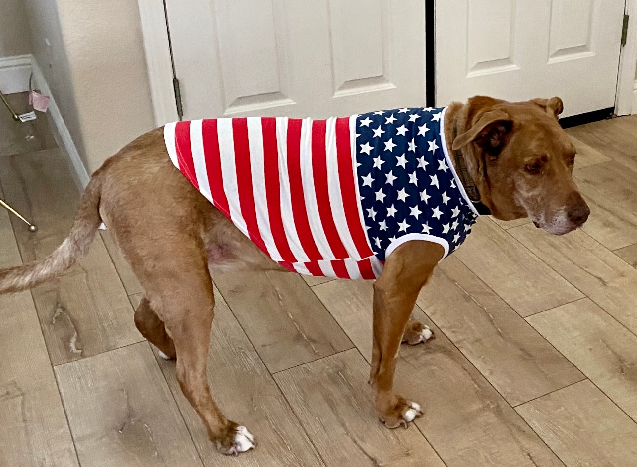 A dog who was pure family — warm and full of life