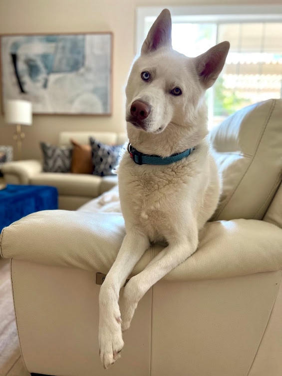 JETT — Paw Platoon Placement therapy dog