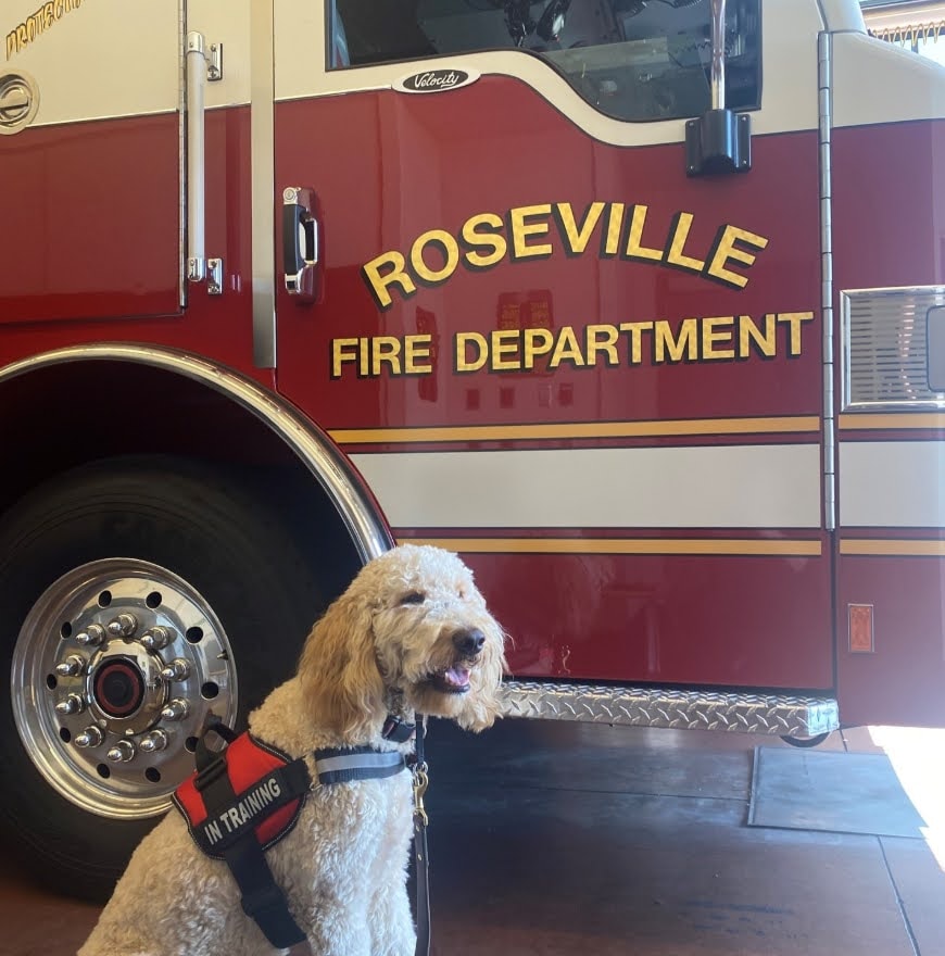 Blaze in his IN TRAINING service vest sitting in front of a Roseville Fire Department truck