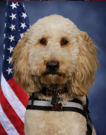 Blaze — formal portrait with American flag background