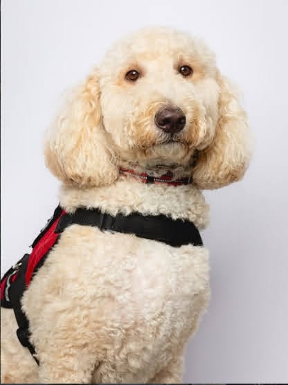 Blaze — close-up portrait in red service harness