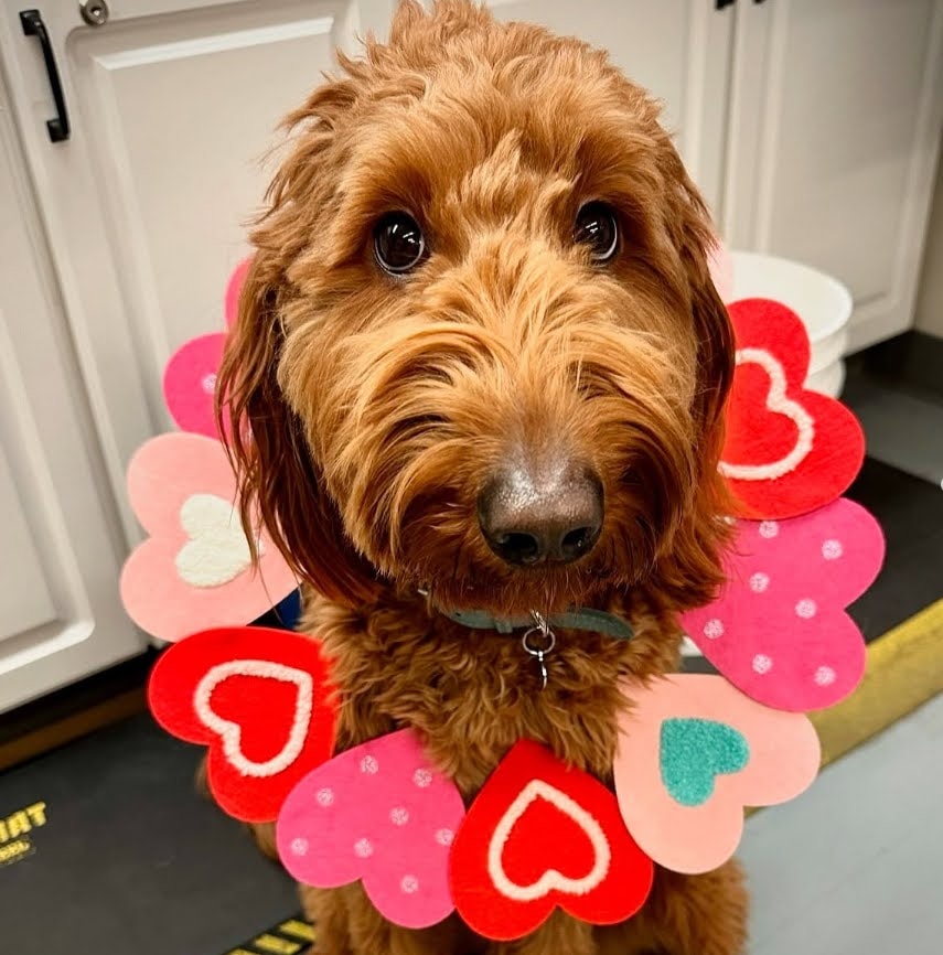 Ellie — photo 6