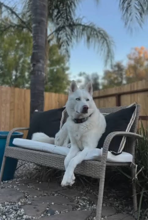 Jett — photo 5