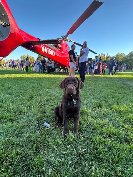 Moose at Manteca Fire Department