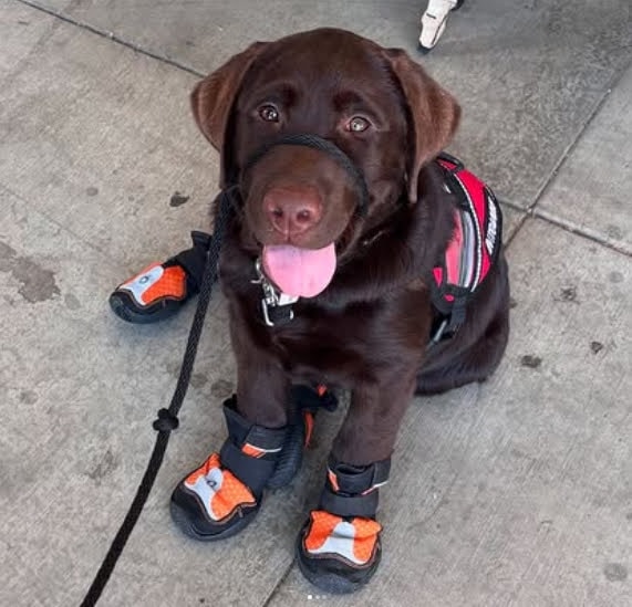 Moose — photo 6