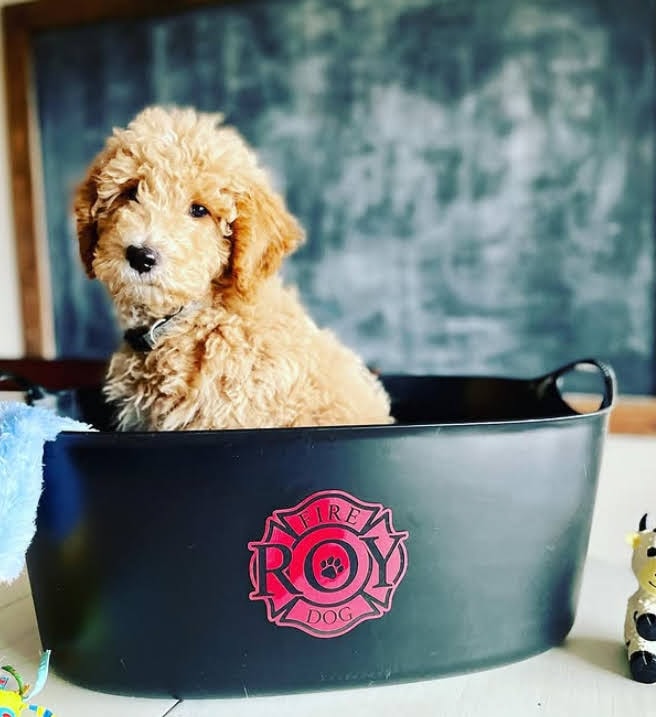 Roy as a tiny puppy sitting in his custom FIRE ROY DOG bucket