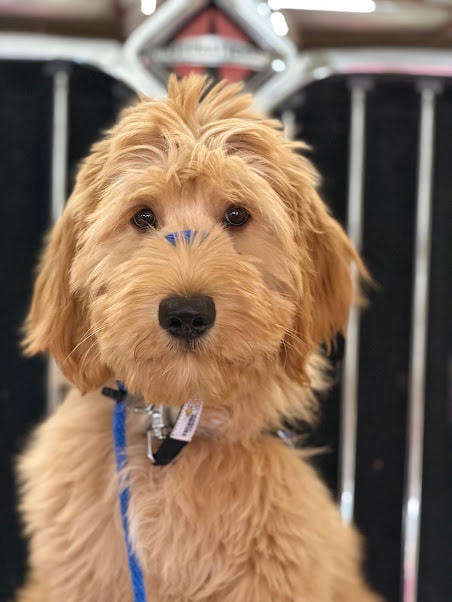 Tucker — photo 3